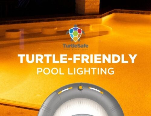 What are “Turtle-Friendly Lights” & Why Pool Builders Should Offer Them?