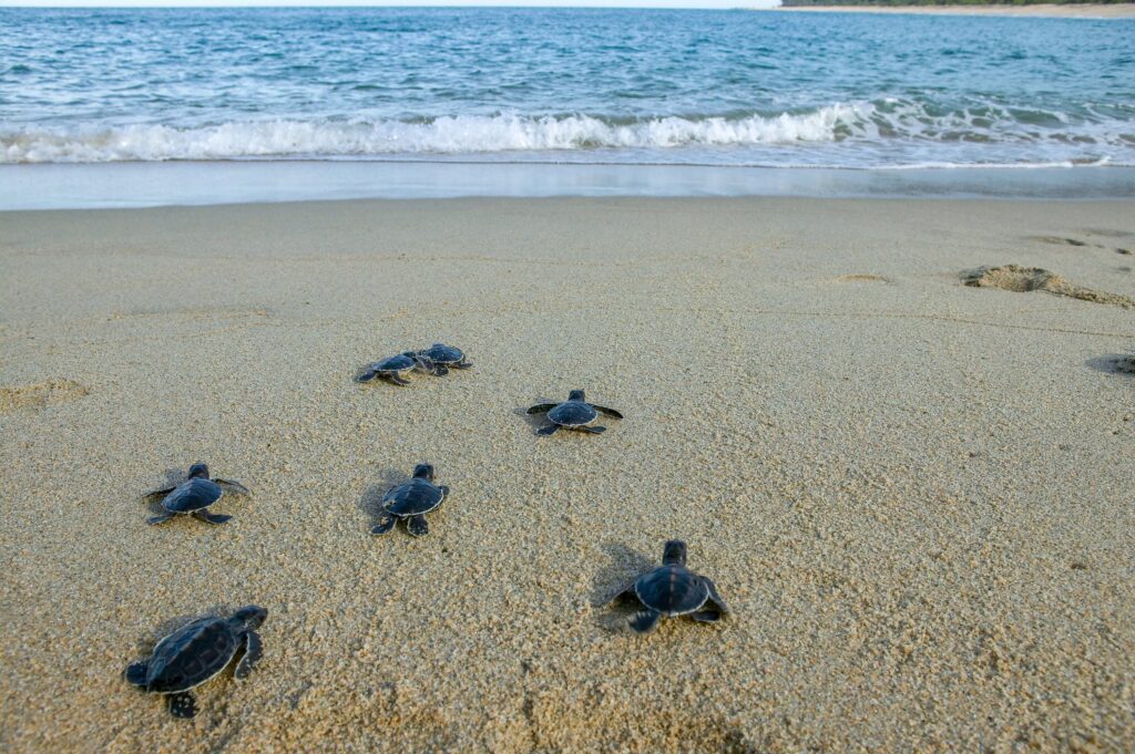 Sea Turtle Hatchlings