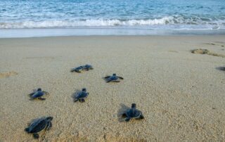 Sea Turtle Hatchlings